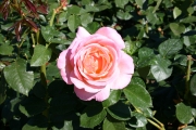 Rose: Elle (Roses_7164.jpg)