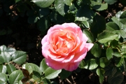 Rose: Elle (Roses_7165.jpg)