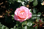 Rose: Elle (Roses_7166.jpg)