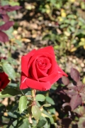 Nationalstolz (Roses_7174.jpg)