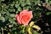 Harmonie (Roses_7188.jpg)