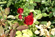 Lavaglut (Roses_7211.jpg)