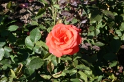 Lady Rose (Roses_7220.jpg)