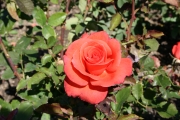 Lady Rose (Roses_7221.jpg)