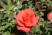 Lady Rose (Roses_7223.jpg)