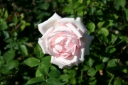 Mrchenknigin (Roses_7225.jpg)