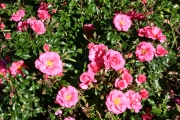 Medley pink (Roses_7246.jpg)