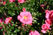 Medley pink (Roses_7248.jpg)