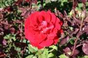 Barkarole (Roses_7286.jpg)