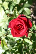 Schwarze madonna (Roses_7291.jpg)