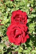 Schwarze madonna (Roses_7292.jpg)