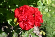 Shalom (Roses_7304.jpg)
