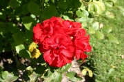 Shalom (Roses_7305.jpg)