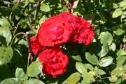 Shalom (Roses_7306.jpg)
