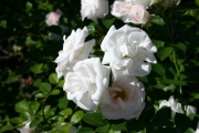 Aspirin rose (Roses_7317.jpg)