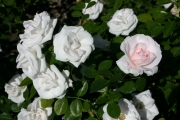 Aspirin rose (Roses_7318.jpg)