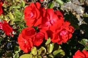  (Roses_7320.jpg)