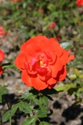 Rosi mittermaier (Roses_7329.jpg)