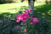 Baronne Edmond de Rothschild (Roses_7342.jpg)