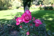 Baronne Edmond de Rothschild (Roses_7344.jpg)