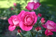 Baronne Edmond de Rothschild (Roses_7348.jpg)