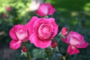 Baronne Edmond de Rothschild (Roses_7350.jpg)