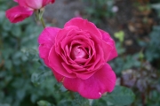 Baronne Edmond de Rothschild (Roses_7351.jpg)