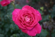 Baronne Edmond de Rothschild (Roses_7352.jpg)