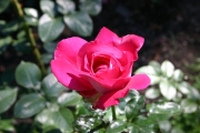 Baronne Edmond de Rothschild (Roses_7354.jpg)