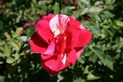 Papagano (Roses_7358.jpg)