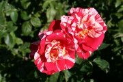 Papagano (Roses_7360.jpg)