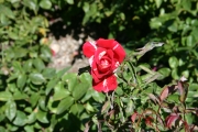 Papagano (Roses_7363.jpg)