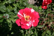 Bee in a rose (Roses_7364.jpg)