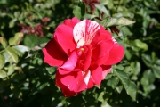 Papagano (Roses_7366.jpg)