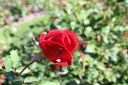 Burgund 81 (Roses_7370.jpg)