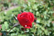 Burgund 81 (Roses_7371.jpg)