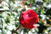 Burgund 81 (Roses_7373.jpg)
