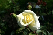  (Roses_7375.jpg)