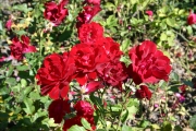 Taranga (Roses_7381.jpg)