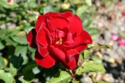 Taranga (Roses_7382.jpg)