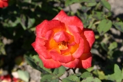 Donauwalzer (Roses_7404.jpg)