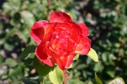 Pigalle (Roses_7409.jpg)