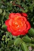 Pigalle (Roses_7414.jpg)