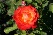 Pigalle (Roses_7415.jpg)