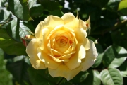  (Roses_7432.jpg)