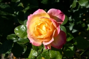 (Roses_7445.jpg)