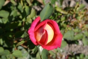  (Roses_7468.jpg)