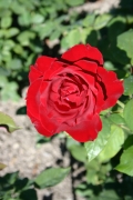  (Roses_7473.jpg)