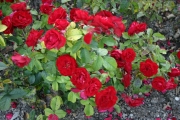  (Roses_7519.jpg)