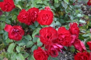  (Roses_7525.jpg)